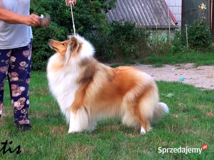 Owczarek Szkocki Collie suczka Multi Championie Janów