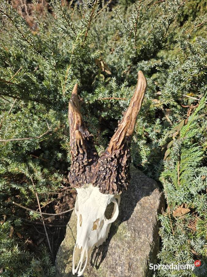 AKTUALNY REKORD ŚWIATA HAMPSHIRE 2893 CIC KOPIA śląskie Orzesze