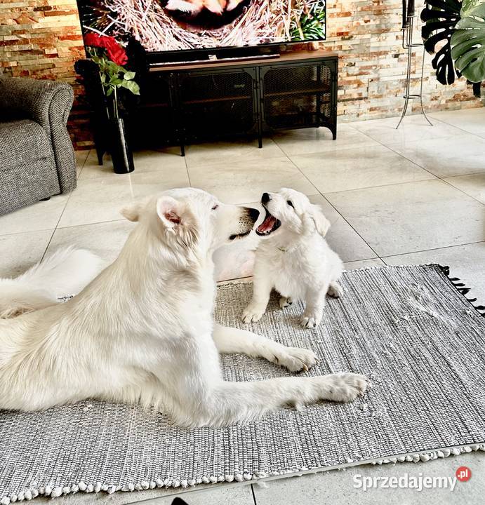 Biały Owczarek Szwajcarski Nowe Prażuchy