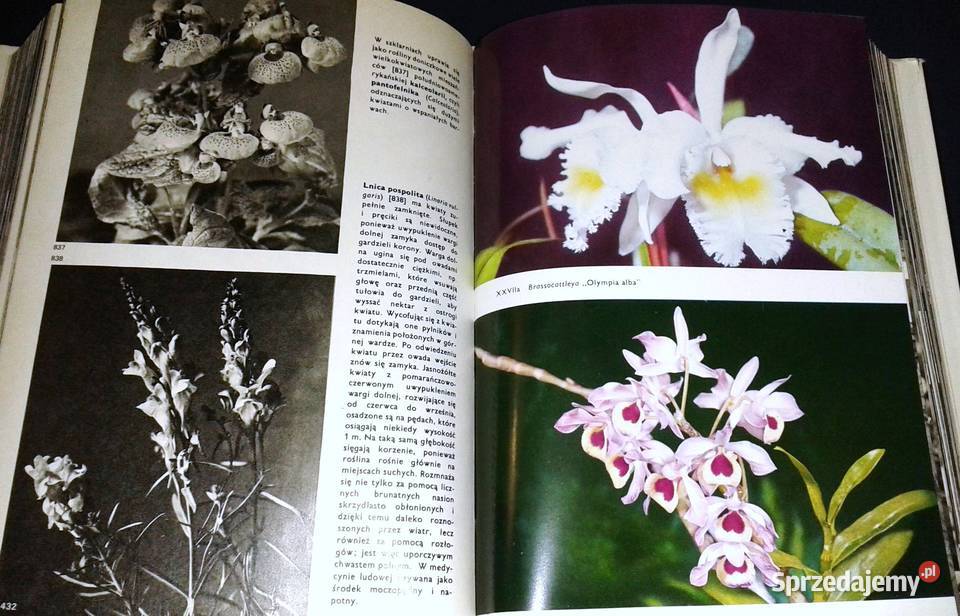 Wielki atlas roślin F A Novak Rok wydania 1975 Kultura i Rozrywka Chełm