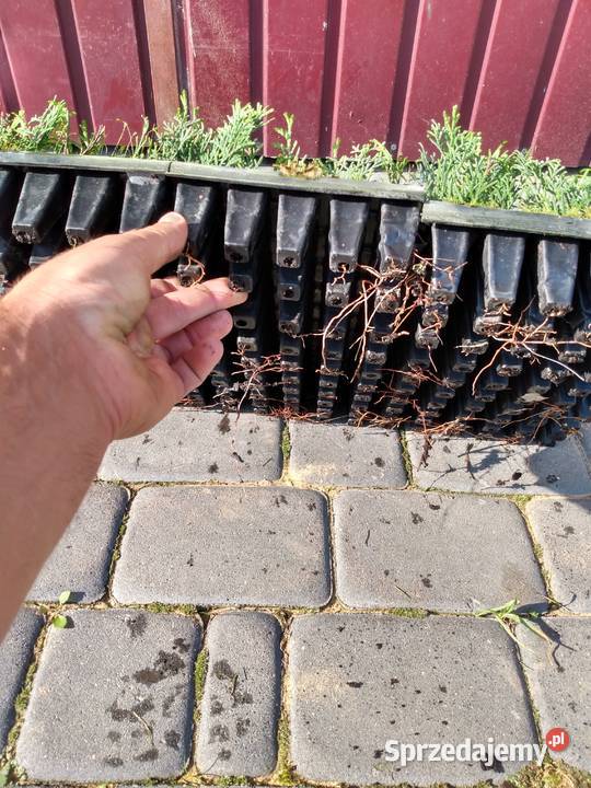 Tuja sadzonki multiplaty Choszczów