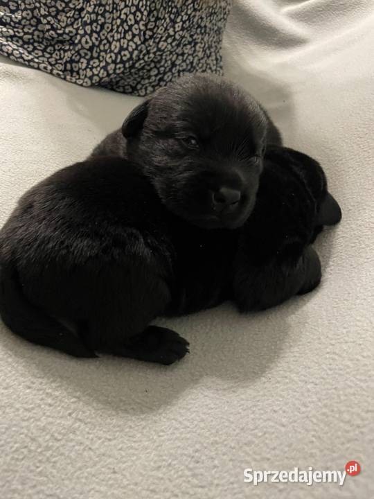 Szczeniak Labrador Retriever Gostyń