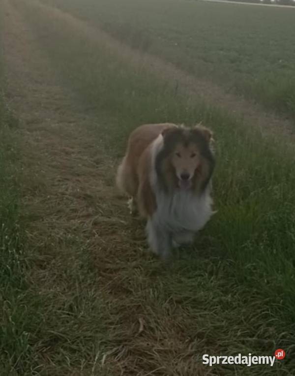 Pies Owczarek Szkocki Collie Koźmin Wielkopolski