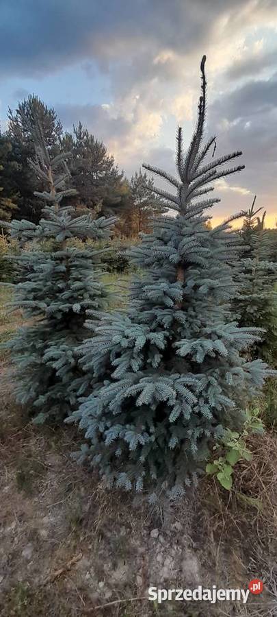 Likwidacja plantacji sprzedaż choinka świerk Tomaszów Mazowiecki