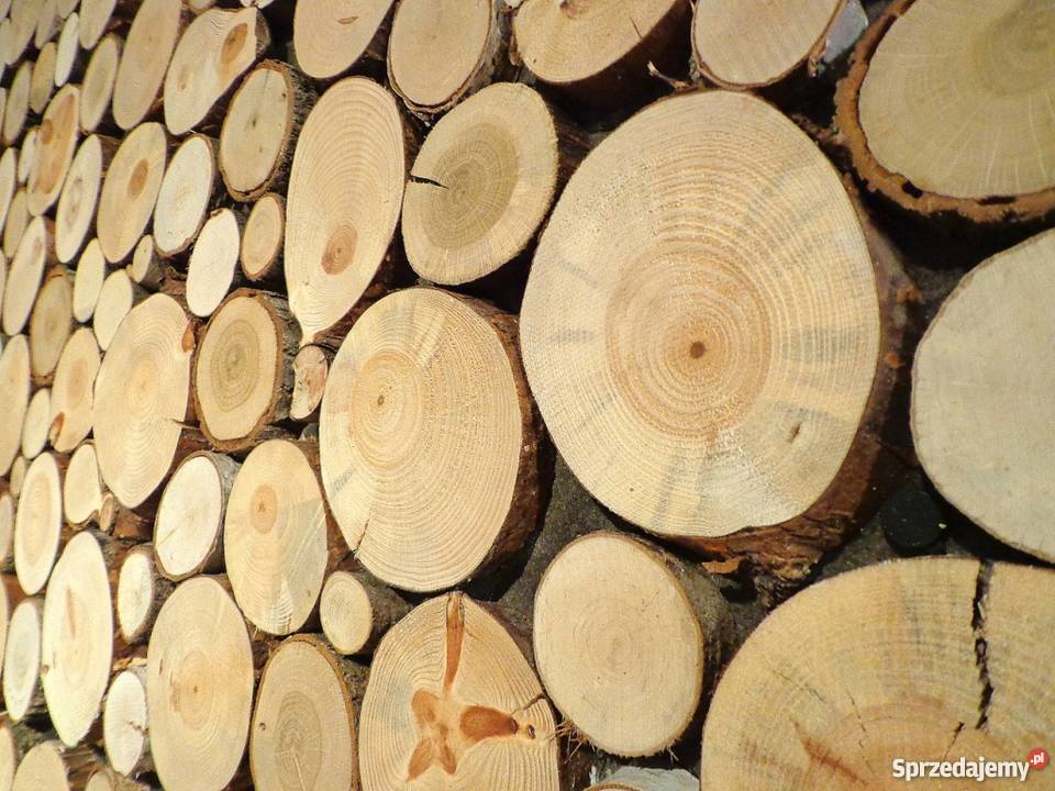 Dąb plastry drewna na taras ścieżka chodnik Rybnik