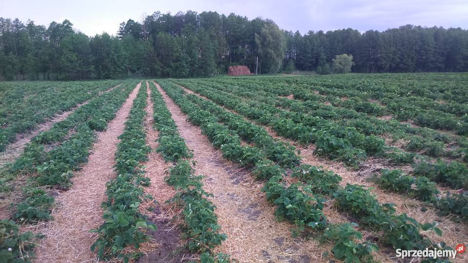 Ścielarka kverneland mazowieckie Przyborowice Górne