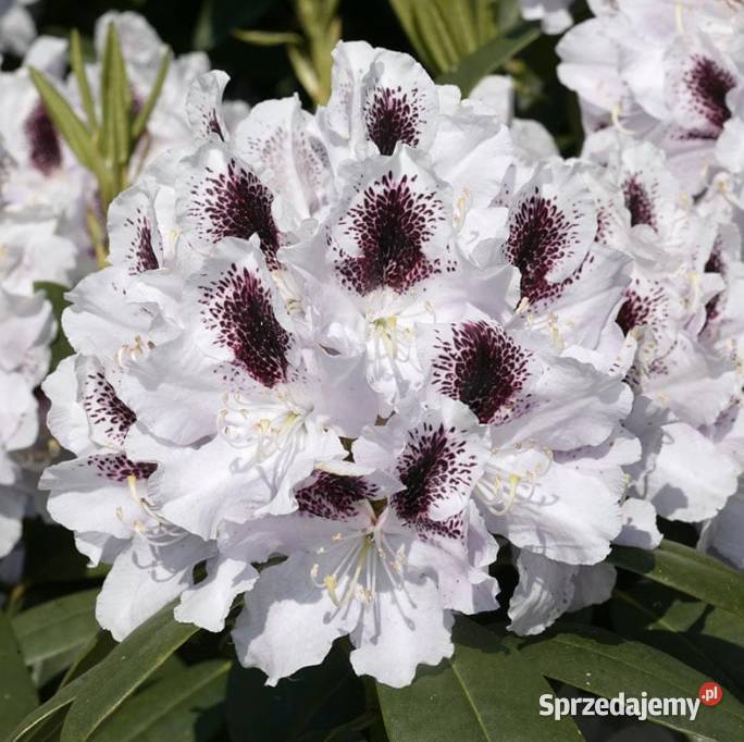 Różaneczniki Rhododendron różne kolory Knurów