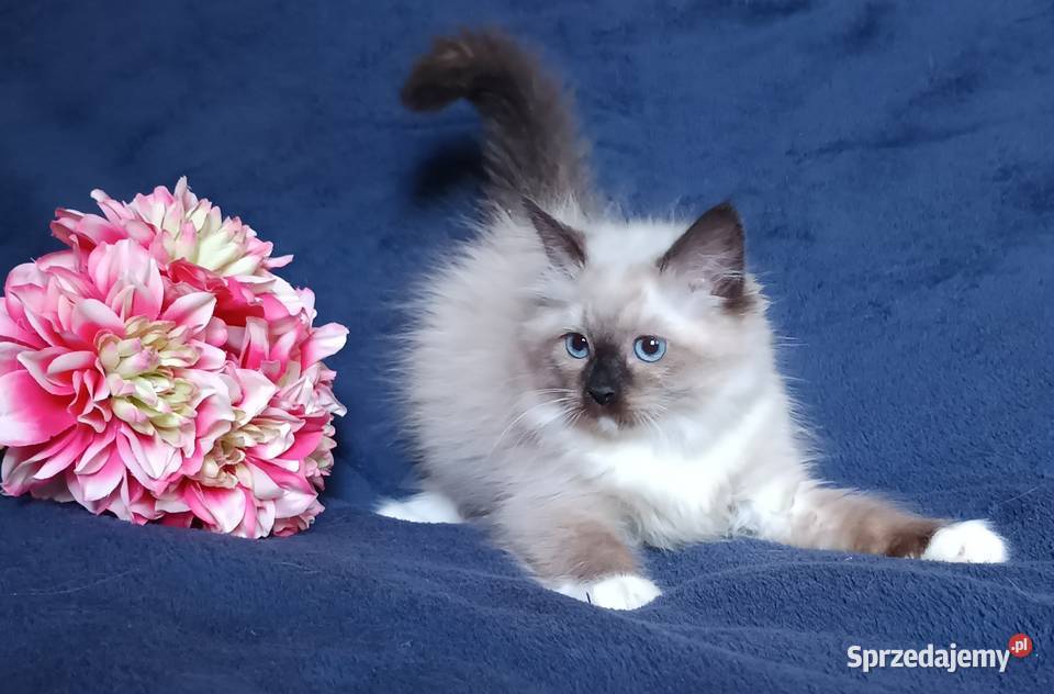 Koty Syberyjskie Neva Masquerade LUKRECJA Kwilcz