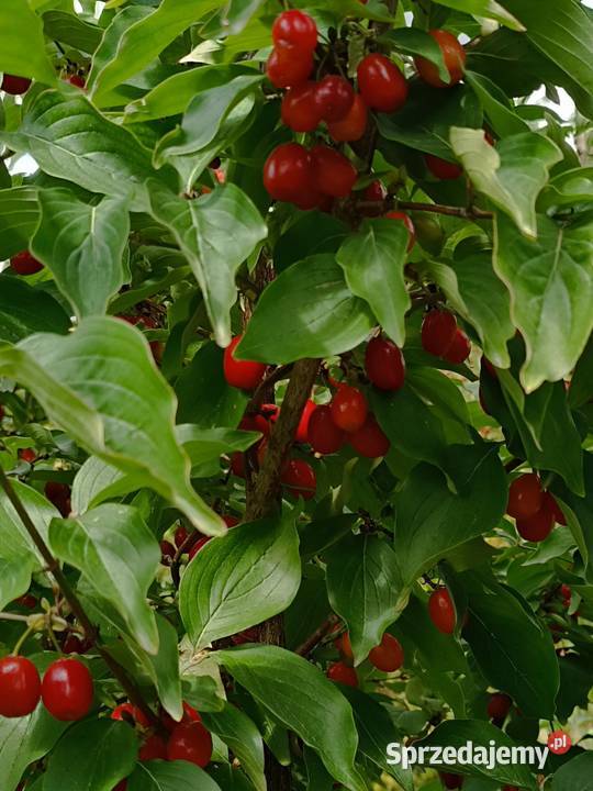 Dereń jadalny naturalny skarb z ogrodu lubelskie Stryjów