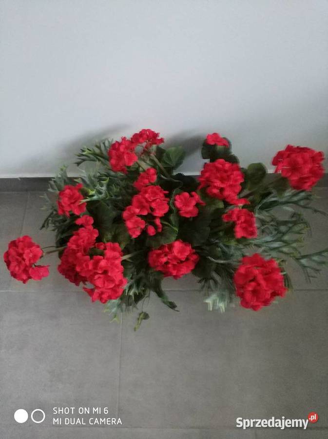 PELARGONIE ŻYWE odcienie różowego Straszęcin