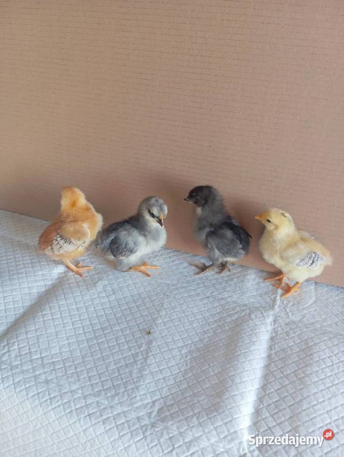 Kurczaki Silverudd Marans Tęczanka Czernichowska Stare Kurowo sprzedam