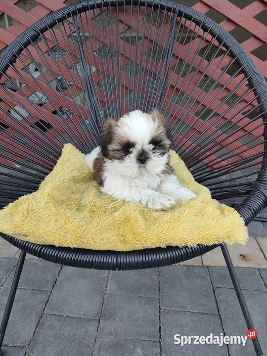 Shih Tzu