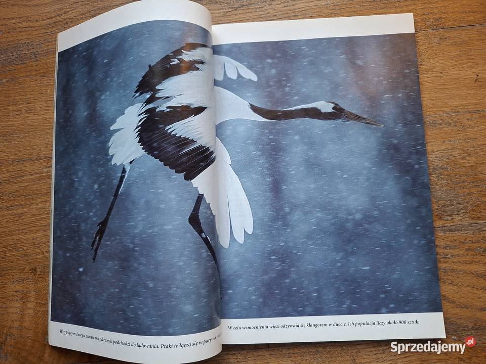 Nationa Geographic 2002 2003 6 numerów Kraków