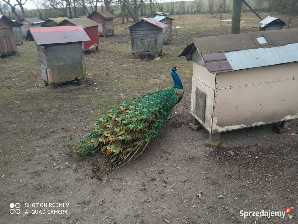 Pawie samice dorosłe 2 3 letnie wysyłam lubelskie Zamość
