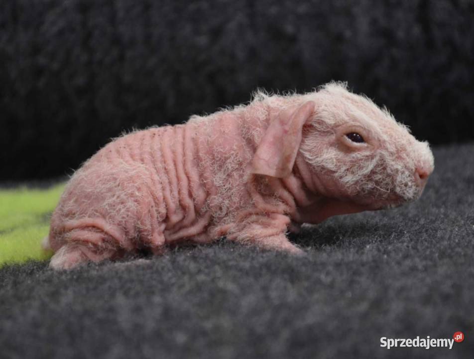 Świnka morska skinny kawia domowa cavia świnki sprzedam