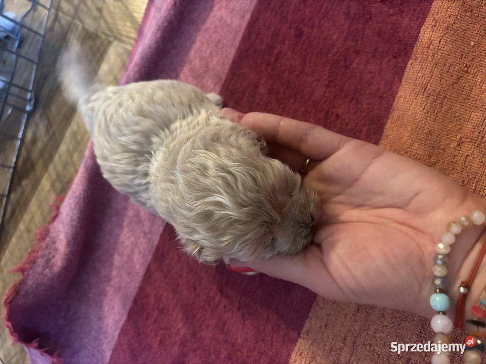 Maltipoo iniaturka do 15 F1 Pozostałe Częstochowa