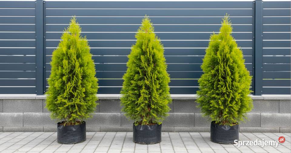 Tuja thuja AUREA NANA Grajewo