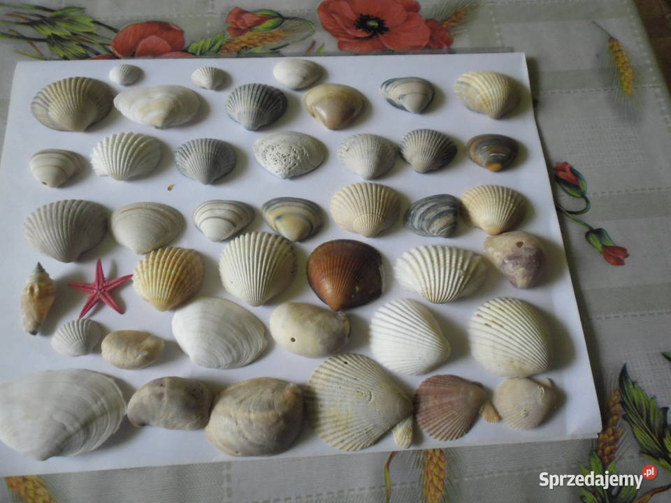 Skamieniałościróżne Zwoleń