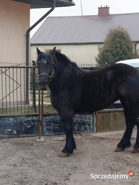 Klacz kara Konie Ruszów