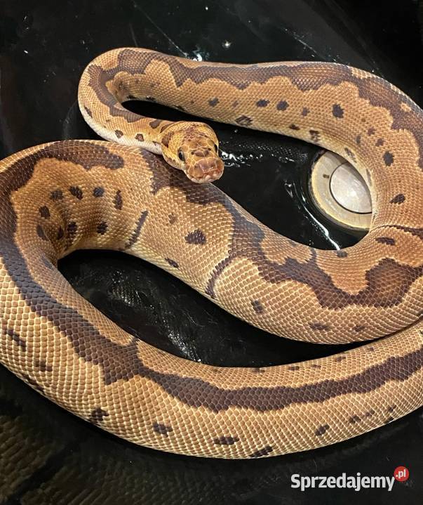 Pyton królewski Regius Clown Samiczka cb22 Katowice