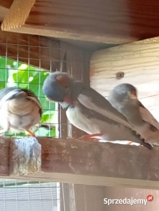 Zeberki