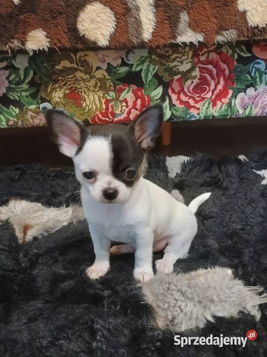 Chihuahua piękny malutki xxs EFEKT PIRAT czip Kleszczów sprzedam