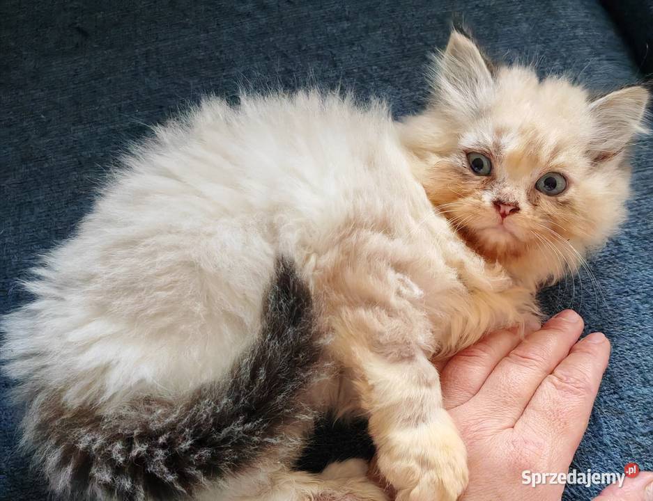 Pers Persy kot kotka