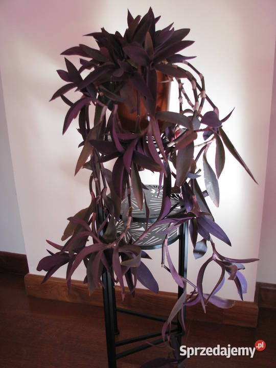 Trzykrotka purpurowa tradeskancja setkrezja duża Brzegi sprzedam