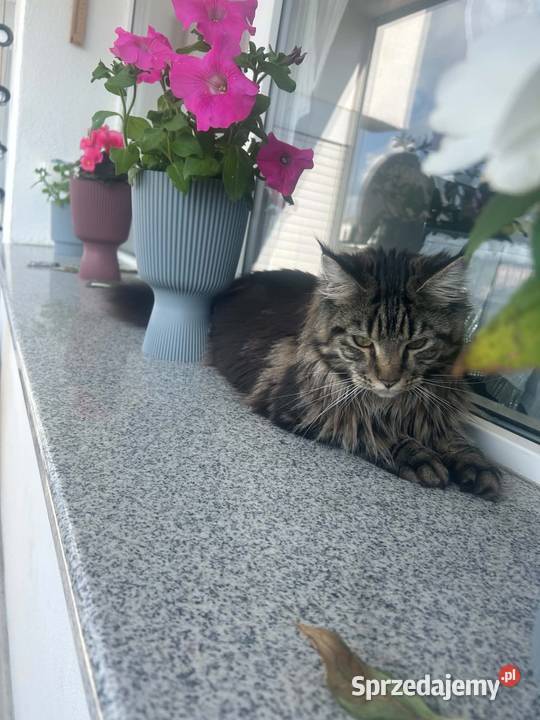 Oddam młodą kotkę rasy Maine Coon w ręce opolskie Kluczbork