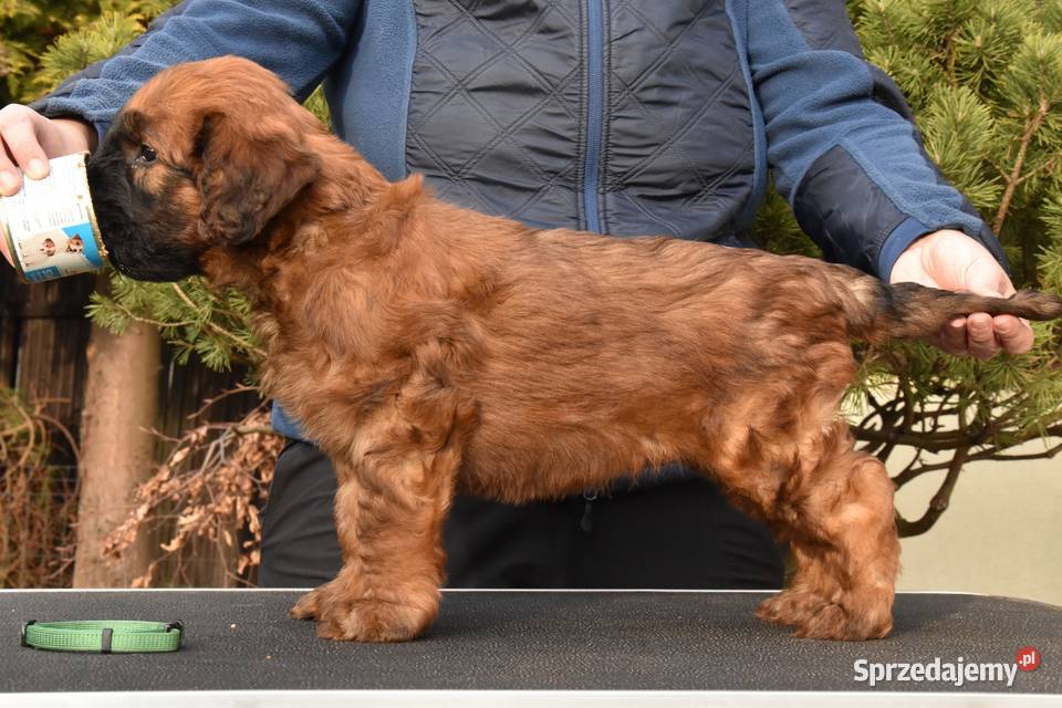 Owczarek Francuski Briard szczenięta Kraków sprzedam