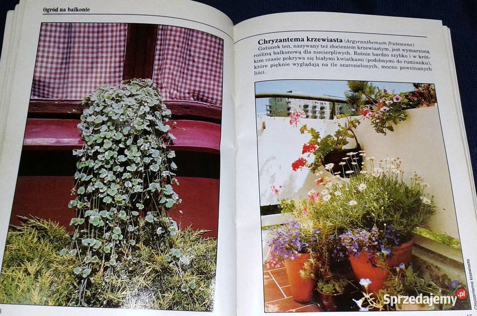 Ogród na balkonie Agnieszka Sokołowska Chełm