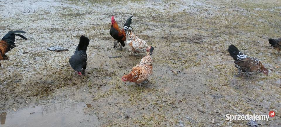 Jajka lęgowe kur karzełki liliputki