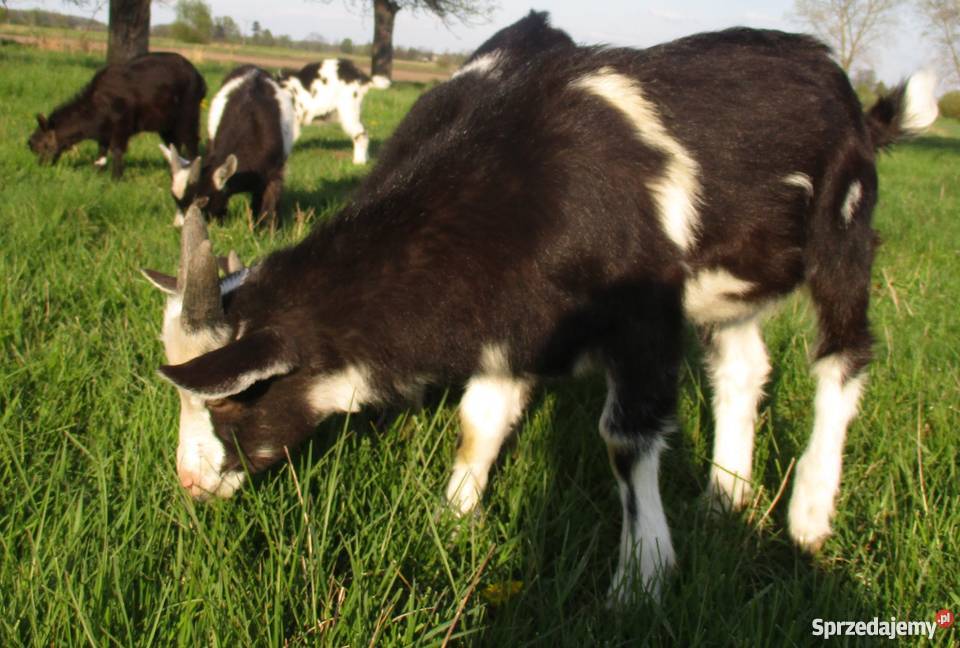 Sprzedam kozły i koźlęta tegoroczne lubelskie Kostry sprzedam