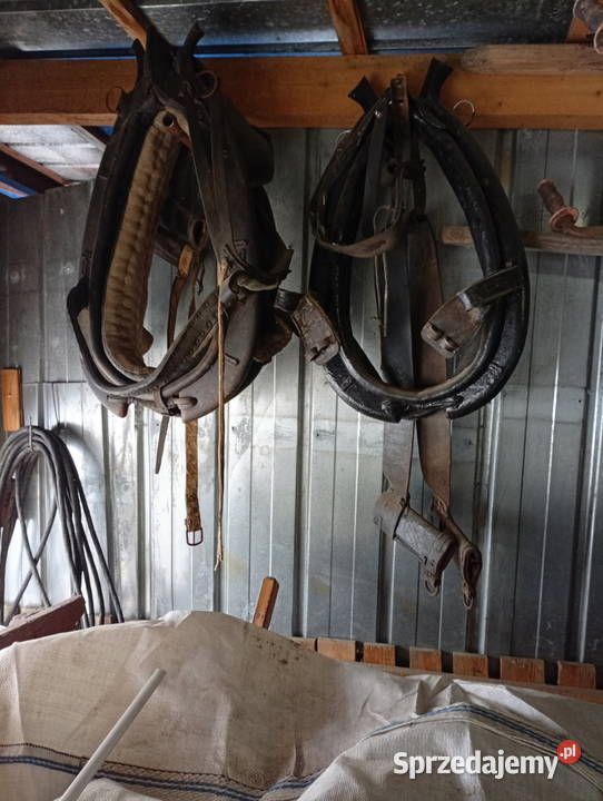 Sprzedam chomąto uprząż konia Konie Gorzyce