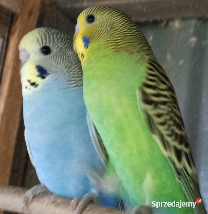 Papugi Papuga fiesta Jastrzębie-Zdrój sprzedam