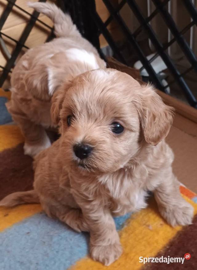 Sprzedam pieski rasy maltipoo z czipem Andrychów sprzedam