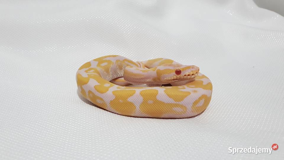 Pyton królewski samica albino Inowrocław