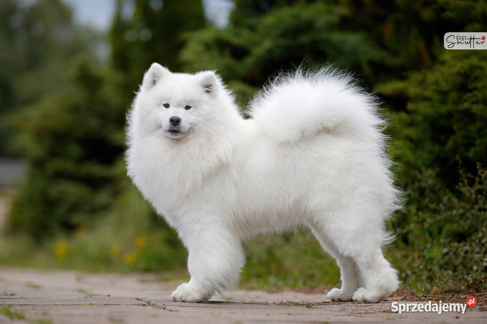 Samoyed Samojed FCI kilkunastoletnie Łódź