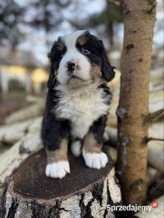 Śliczna sunia piesek Berneński pies pasterski z