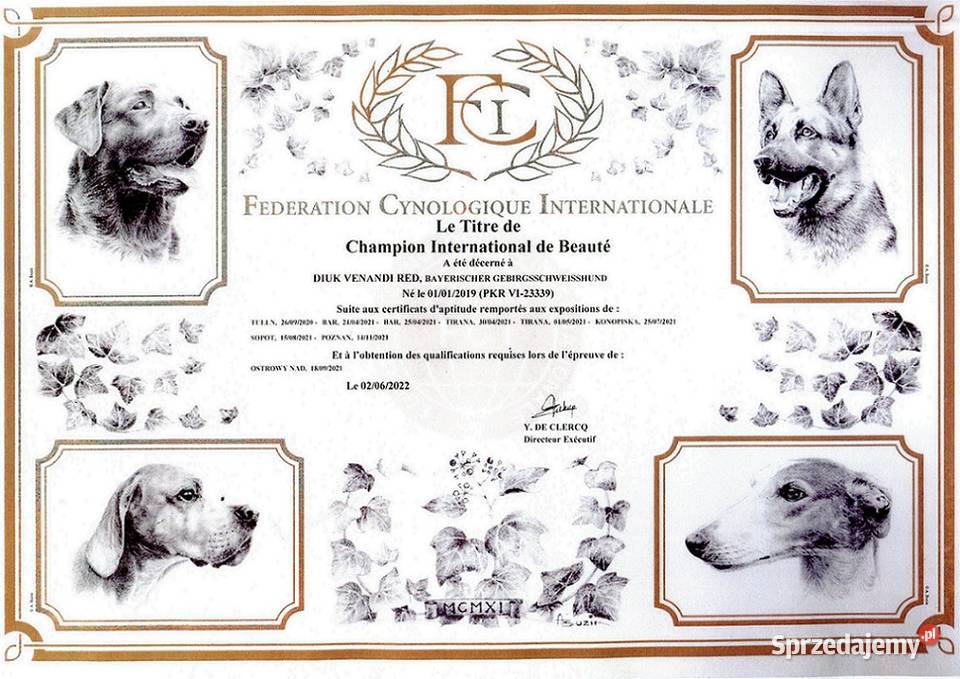 Posokowce bawarskieszczenięta rodowodowe FCI