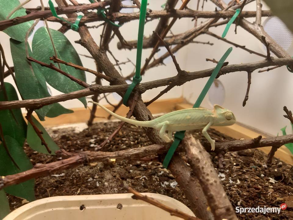 Kameleony jemeńskie Chorzów sprzedam