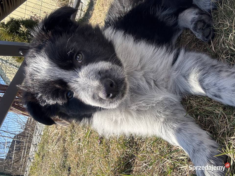 Szczeniaki Border Collie z rodowodem gotowe do Pajęczno