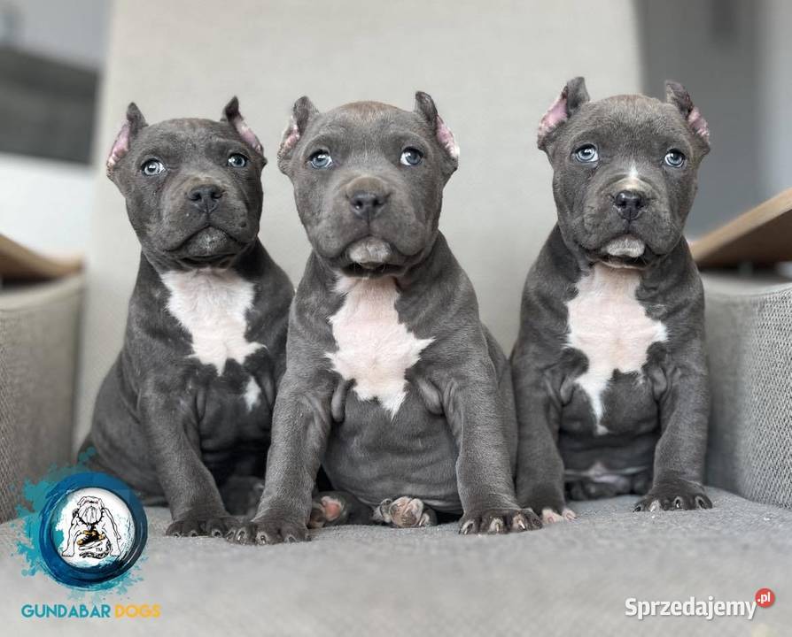 American Bully ABKC pieski Koło
