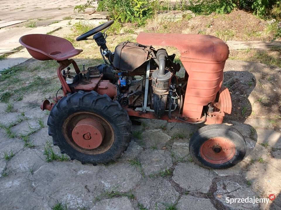Dzik 2 dzik 21 sprzedam