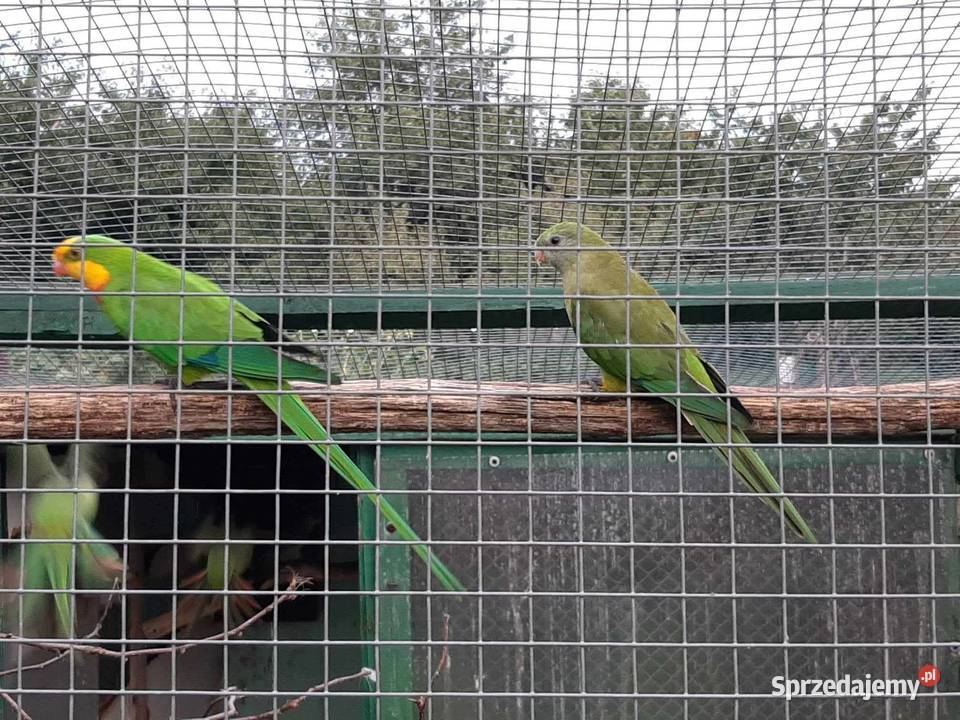 Barabanda samiec 24r księżniczka tarczowa