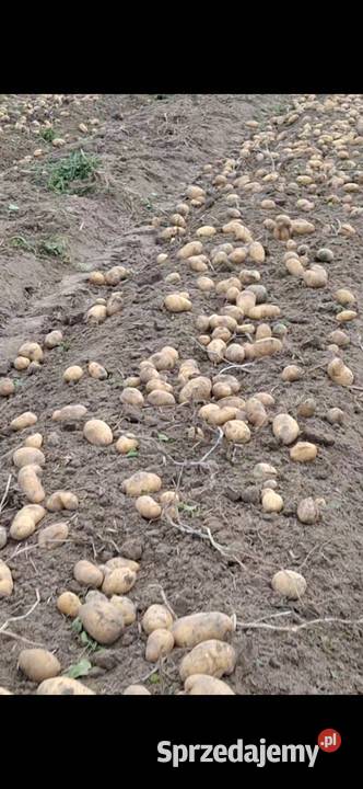 Ziemniaki lubelskie Kulik-Kolonia
