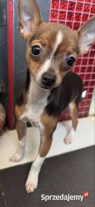 Cudowna xxs Pinczerka Warszawa