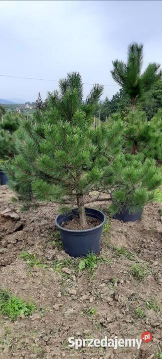 Sosna Czarna 150250 w donicykopana z gruntu małopolskie