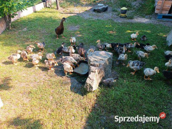 Kaczki staropolskie z przydomowej hodowli Rabka-Zdrój