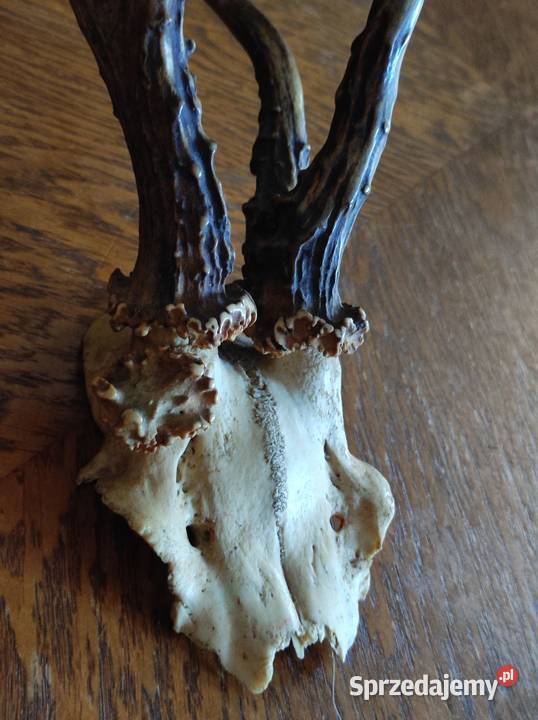 poroże porostki rogi jelenia kozła daniela Sport i Wypoczynek Kielce